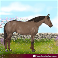 Horse Color:Liver Red Dun Rabicano 