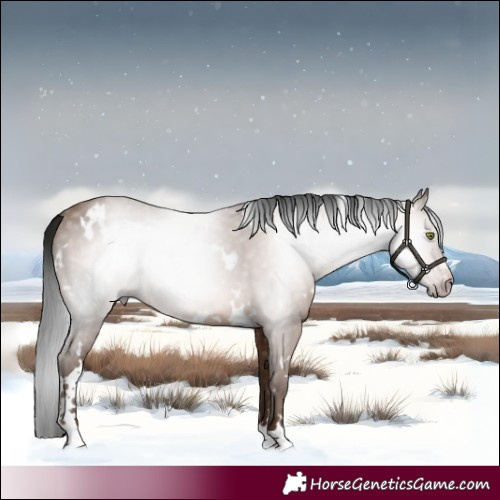 Horse Color:Gray White Spotted Sable Champagne 