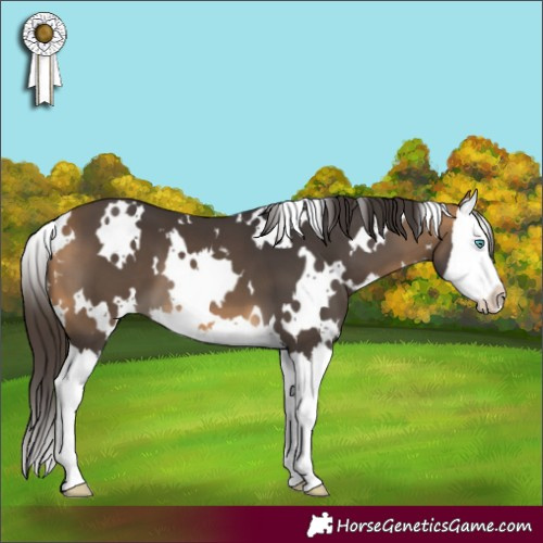 Horse Color:White Spotted Buckskin Splash 