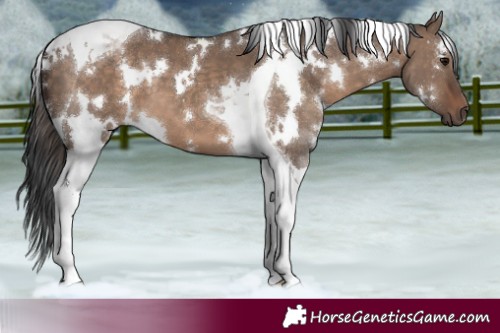 Horse Color:White Spotted Brown Dun Tobiano 