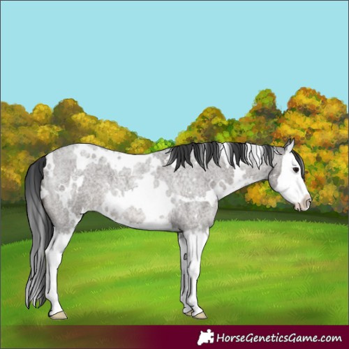 Horse Color:White Spotted Grullo Roan Splash 