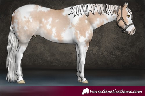 Horse Color:White Spotted Silver Brown Pearl Dun Splash Tobiano 