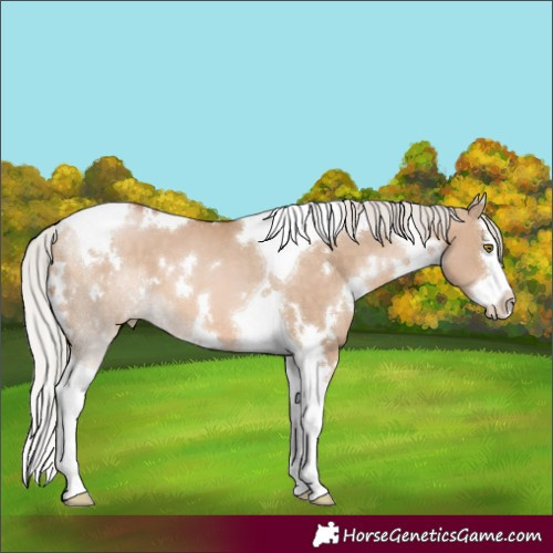 Horse Color:White Spotted Silver Brown Pearl Dun Splash Tobiano 