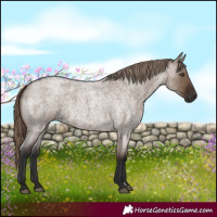 Horse Color:Liver Red Dun Roan Rabicano