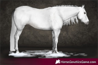 Horse Color:Gray White Spotted Brown Dun Tobiano 