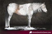 Horse Color:Gray White Spotted Brown Dun Tobiano 