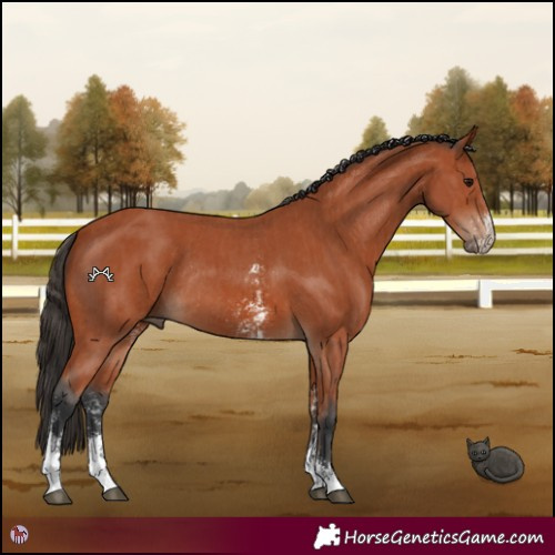 Horse Color:Bay Sabino Rabicano and Bay Sabino Rabicano