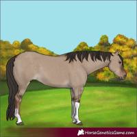 Horse Color:Liver Red Dun Tobiano Rabicano 