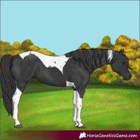 Horse Color:Black Tobiano 