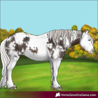 Horse Color:White Spotted Silver Brown Sabino Splash