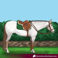 Horse Color:Gray Red Roan Snowcap Rabicano 