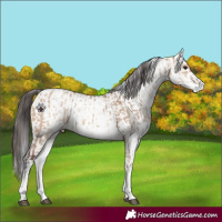Horse Color:White Spotted Bay Dun Rabicano and White Spotted Bay Dun Rabicano