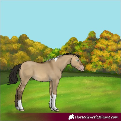 Horse Color:Gray Sable Cream Champagne Dun Tobiano 