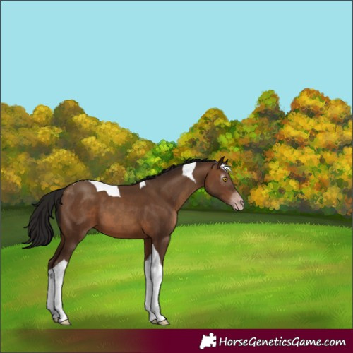 Horse Color:Gray Amber Champagne Tobiano 