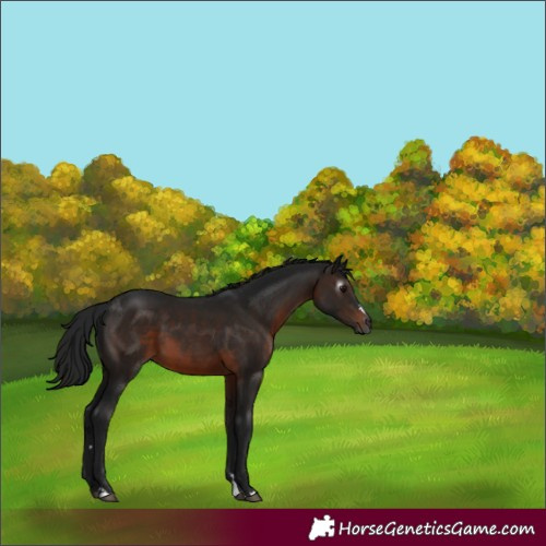 Horse Color:Gray Brown 