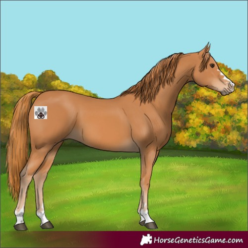 Horse Color:Chestnut 