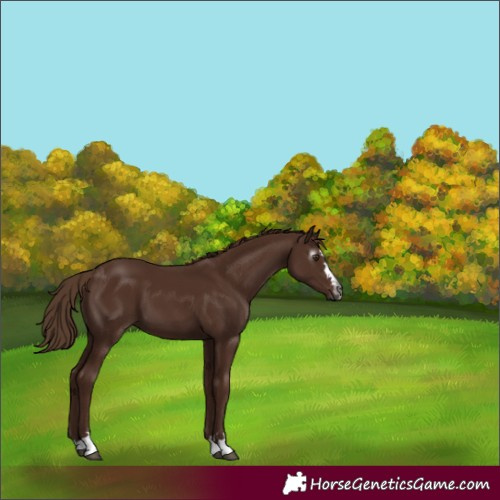 Horse Color:Gray Chestnut