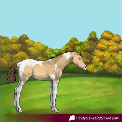 Horse Color:Amber Cream Champagne Tobiano 