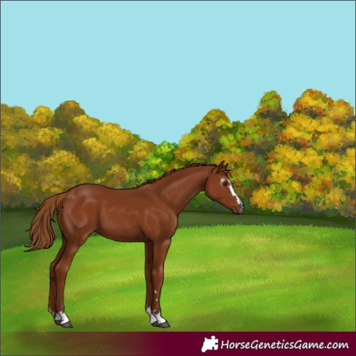 Horse Color:Gray Chestnut 