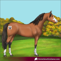 Horse Color:Bay 