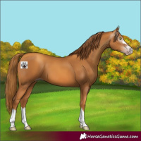 Horse Color:Gray Gold Champagne 