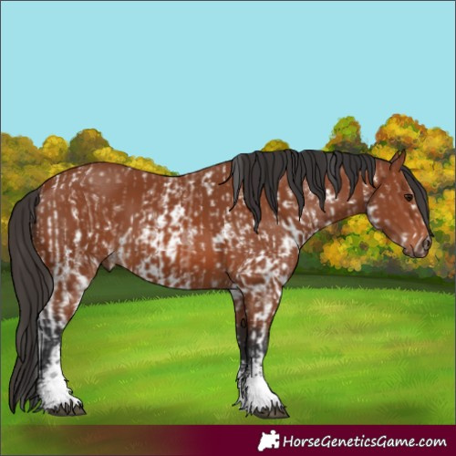 Horse Color:Bay Sabino Rabicano  and Bay Sabino Rabicano 