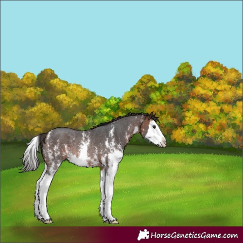 Horse Color:Bay Sabino Splash Appaloosa Rabicano 