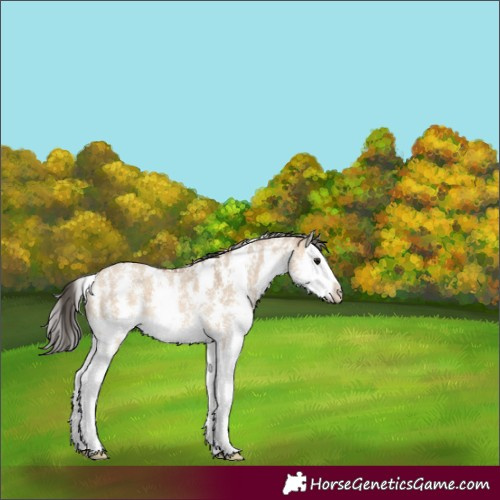 Horse Color:Bay Dun Sabino Splash 