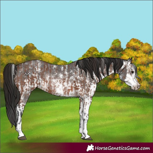 Horse Color:Brown Sabino Rabicano and Gray Brown Sabino Rabicano