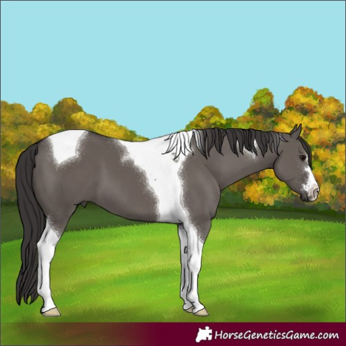 Horse Color:Smoky Grullo Tobiano 