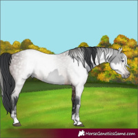 Horse Color:Bay Chinchilla Sabino Rabicano  and Gray Bay Sabino Rabicano 