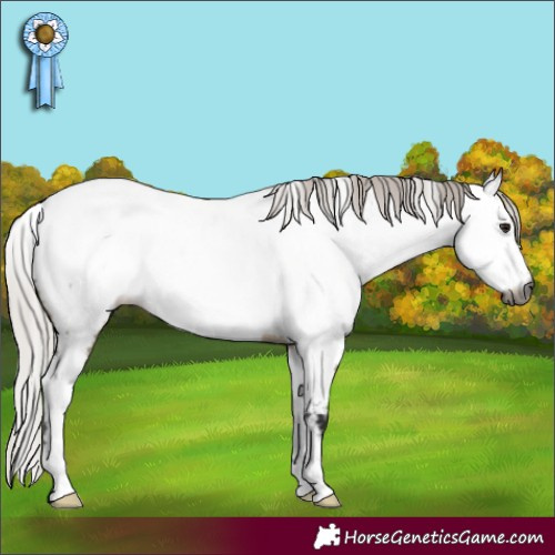 Horse Color:Gray Silver Brown Dun Appaloosa 