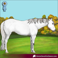 Horse Color:Gray Silver Brown Dun Appaloosa 
