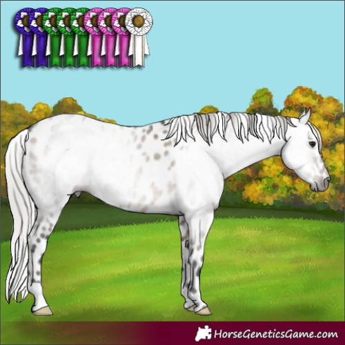 Horse Color:Gray Silver Brown Dun Appaloosa 