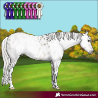 Horse Color:Gray Silver Brown Dun Appaloosa 