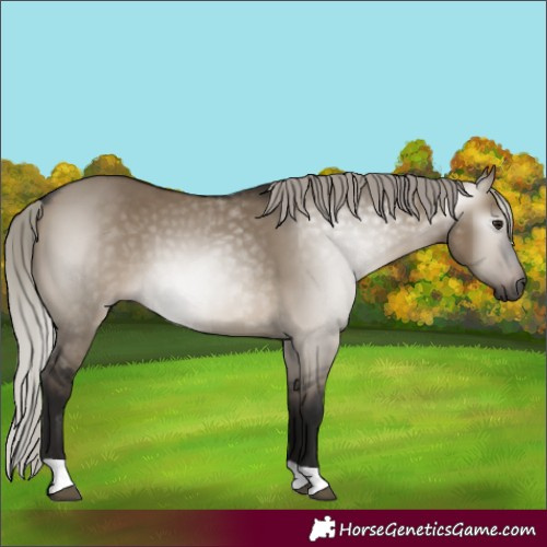 Horse Color:Gray Silver Brown Dun 