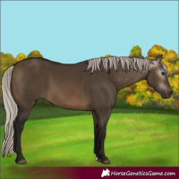 Horse Color:Gray Silver Brown Dun