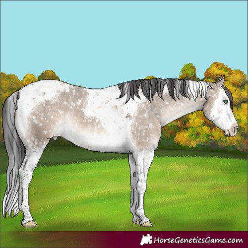 Horse Color:Brown Dun Mushroom Splash Tobiano Appaloosa 