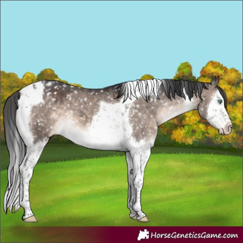 Horse Color:Brown Dun Mushroom Splash Tobiano Appaloosa 