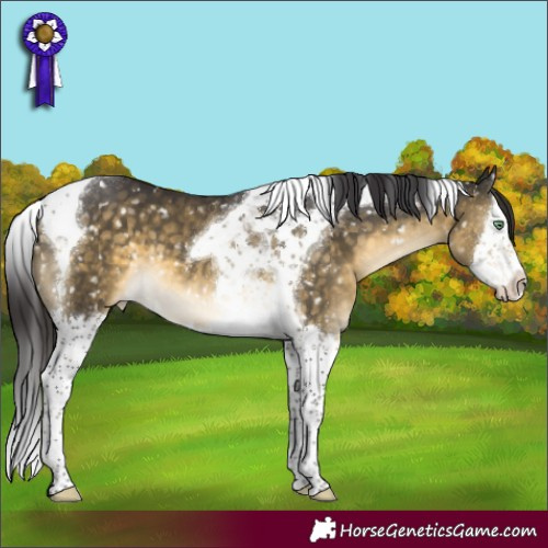 Horse Color:Buckskin Mushroom Splash Tobiano Appaloosa 