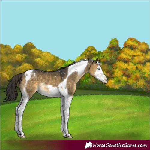 Horse Color:Buckskin Dun Mushroom Splash Tobiano Appaloosa