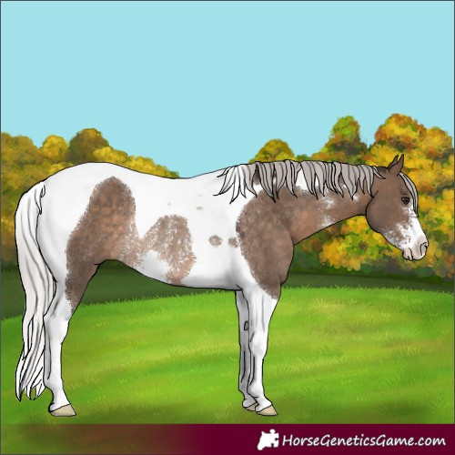 Horse Color:Silver Brown Dun Sabino Tobiano Rabicano 