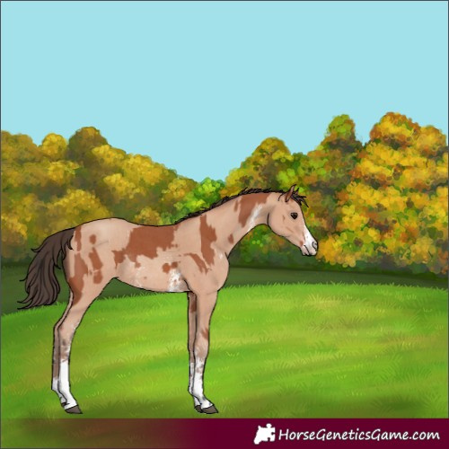 Horse Color:Bay Sabino Rabicano  and Amber Champagne Sabino Rabicano 