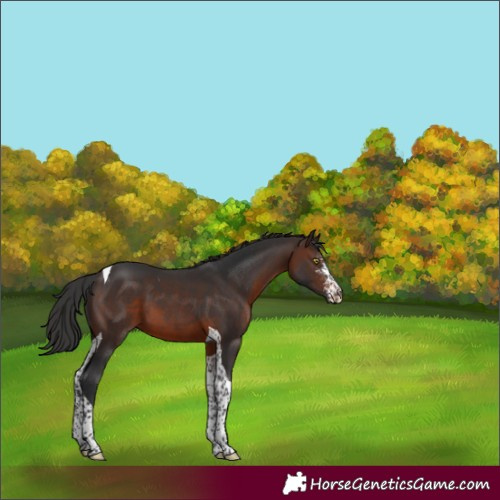 Horse Color:Brown Sabino Tobiano