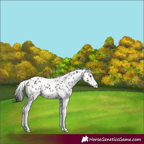 Horse Color:Brown Dun Sabino Tobiano Appaloosa 