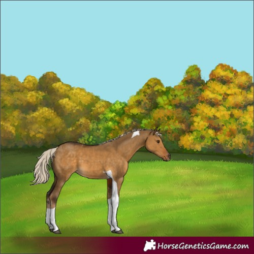 Horse Color:Chocolate Palomino Dun Tobiano 