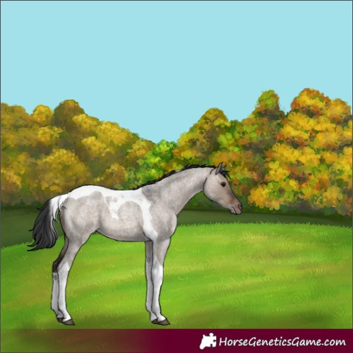Horse Color:Brown Roan Dun Tobiano 