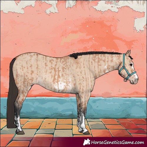 Horse Color:Bay Dun Sabino Rabicano  and Bay Dun Sabino Rabicano 