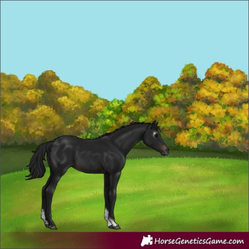 Horse Color:Gray Brown Tobiano