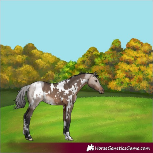 Horse Color:White Spotted Bay Dun